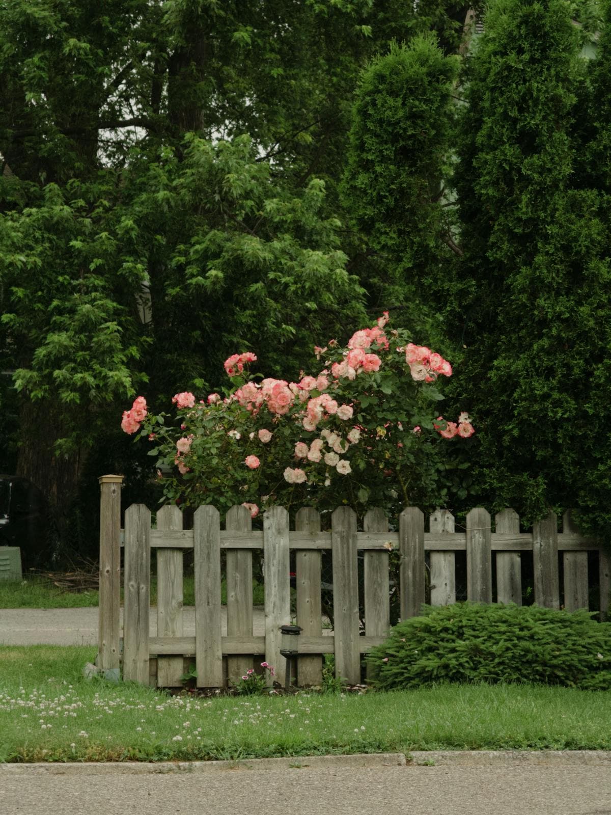 Garden deer fence — Vernon