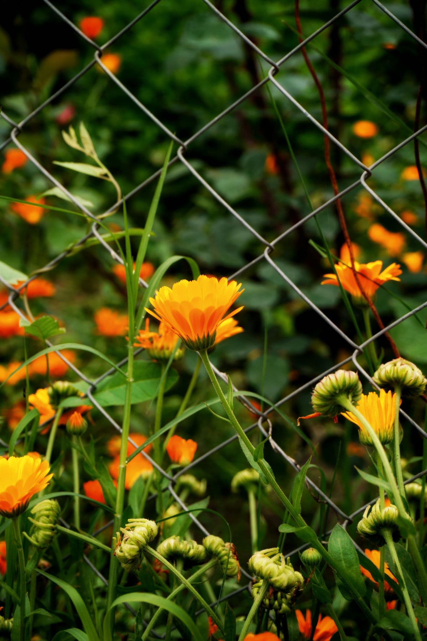 Deer Fencing